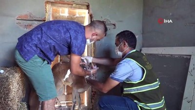 irak -  Hasta dağ keçisini kurtarmak için 5 kilometre sırtında taşıdılar Videosu