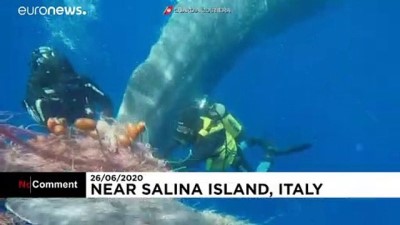 İtalya'da 10 metre uzunluğundaki balina takıldığı balık ağından kurtarıldı