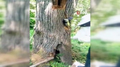 agac kesimi -  Kesilen ağaçtan 10 kilo kestane balı çıktı Videosu
