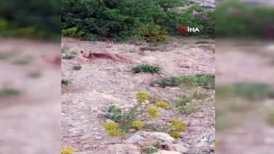  Siirt’te aç kalan tilkiler şehre indi