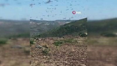  - Suudi Arabistan’da çekirge istilası