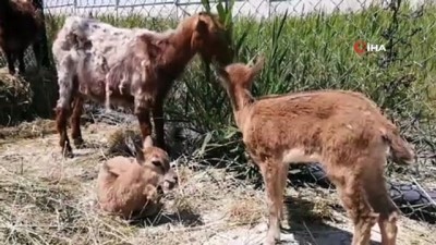 dag kecisi -  Yaban yavru keçilere sütanne desteği Videosu