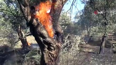 zeytin agaci -  Zeytin ağaçları alevlere teslim oldu Videosu
