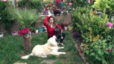 kemik parcasi -  Çengelköy’de dehşet: Oyuncu Gamze Topuz’un köpeklerine çivili kemik attılar Videosu