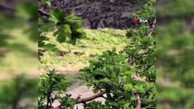 yaban kecisi -  Malatya’da yaban keçileri sürü halinde görüntülendi Videosu