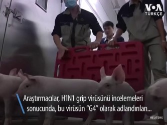 grip - Çin'de Domuzlardan İnsanlara Geçen Yeni Virüs Tespit Edildi Videosu