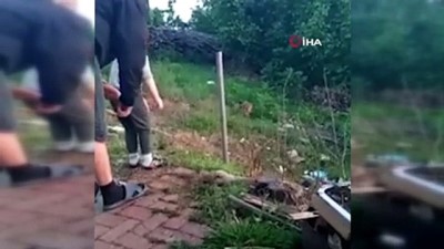   Aç kalan tilkiyi dede oğul elleriyle besledi