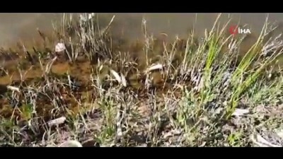 baraj goleti -  Aşkale'de korkutan balık ölümleri Videosu