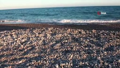 deniz kaplumbagalari -  Caretta carettalar Mersin sahillerine yumurta bırakmaya başladı Videosu