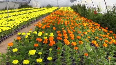  Erciş Belediyesi caddeleri çiçeklerle donatıyor