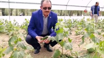   Gürpınar belediyesinden örnek seracılık