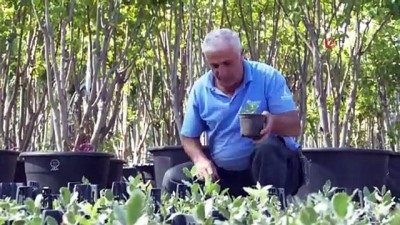 kermes -  İzmir’in meşe ormanları yeniden yeşeriyor Videosu
