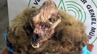  Kaçak boz ayı ve koruma altındaki karacaları avlayan şahıslara ceza yağdı