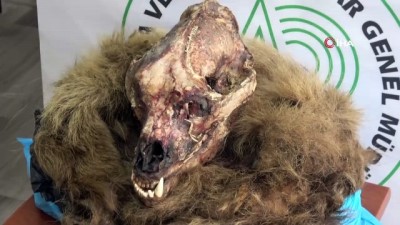 kacak avci -  Kaçak boz ayı ve koruma altındaki karacaları avlayan şahıslara ceza yağdı Videosu