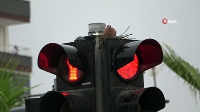  Trafik ışıklarında annelik nöbeti