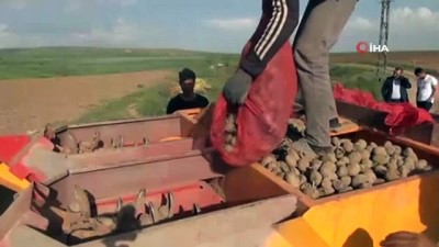  Ahlat’ta 50 bin dekar alanda patates ekimi yapılıyor