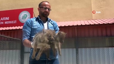 elektrik carpmasi -  Annesiz kalan sevimli tilki ve kurt yavruları koruma altında Videosu