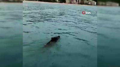 yaban domuzu -  Balık için açıldığı denizde yüzen yaban domuzu ile karşılaştı Videosu