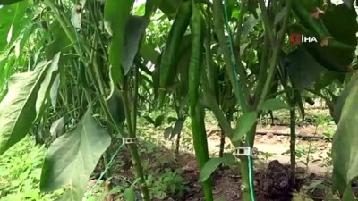 yerli tohum -  Devlet desteği ile kurduğu serada yıl boyunca ürün hasat ediyor Videosu