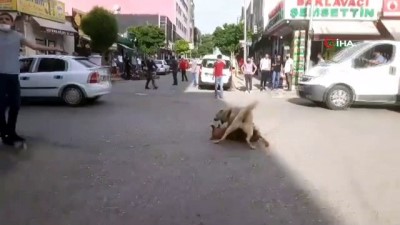 demir cubuk -  Köpekler birbirine zarar vermesin diye kendini tehlikeye attı Videosu