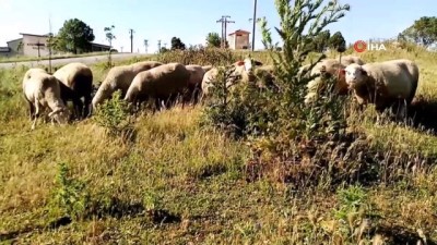 a haber -  - Koyunları otlatırken patlamamış top mermisi görünce şok oldu Videosu