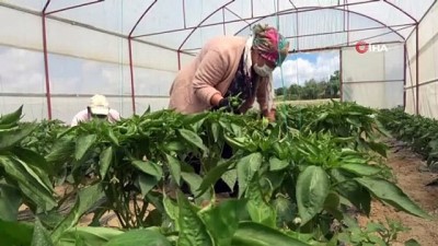 kazanci -  Özel sektördeki işlerini bırakıp çiftçi oldular Videosu