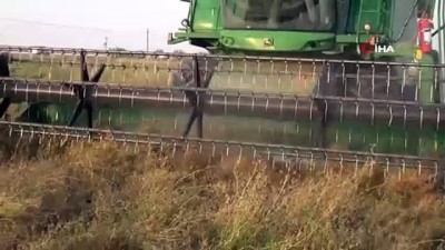  Yarış atlarının yoncası Aksaray’dan
