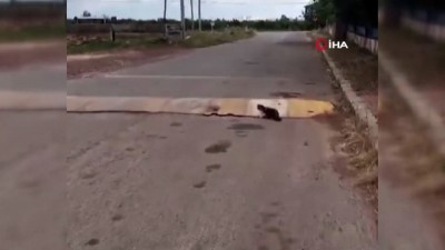 demir korkuluk -  Yolda bulduğu 1 metrelik yılanı ağzına alıp götüren kedi pes dedirtti Videosu