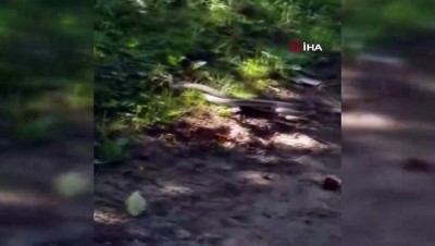 belgesel -  Artvin’de yılanların dansı saniye saniye görüntülendi Videosu