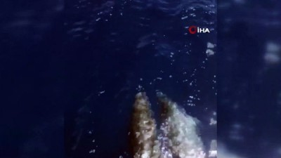 gezi teknesi -  Marmaris Körfezi'nde yunusların dansı Videosu