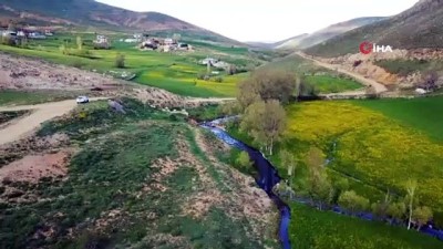 siradisi -  Bu manzara yılda sadece 15 gün görülüyor...Sarı çiçekler kilometrelerce uzunluktaki vadiyi sarmaladı Videosu