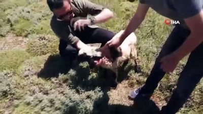 a haber -  Elazığ’da 2 bin rakımda dikenli tellere takılan kuzuyu haberciler kurtardı Videosu