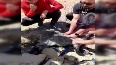 keci -  Eriyen zift tabakasına yapışan yavru keçiyi vatandaşlar kurtardı Videosu