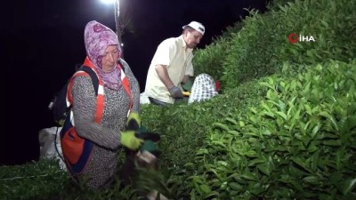 kiyamet -  Sıcak hava ve nemden bunalan Rizeliler çareyi çayı akşam toplamakta buldu Videosu