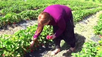 cilek hasadi - Tavsiye üzerine çilek bahçesi kurdu iş kadını oldu - KAHRAMANMARAŞ Videosu