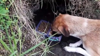 Toprağın altına yuva kazan köpek ve 14 yavrusuna hayvanseverler sahip çıktı - GİRESUN