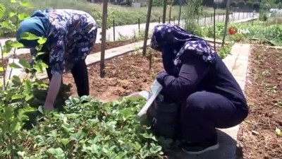 organik tarim -  Tuzla’da 65 yaş ve üstü vatandaşlar bahçede çapa yaparak ürün topladı Videosu