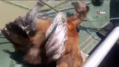 balik avi -  Yasa dışı balık avı için serilen ağlar yabani kuşlara mezar oluyor Videosu