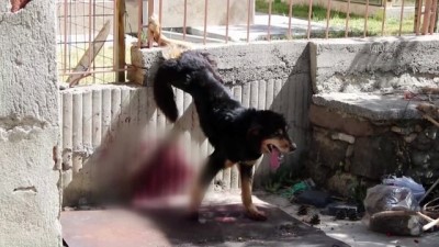 demir korkuluk - Ayağı demir korkuluğa sıkışan yaralı köpeği itfaiye kurtardı - KONYA Videosu