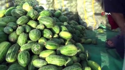 kazanci -  Dışı karpuz, içi kavun, tadı salatalık gibi...Şanlıurfa’da şelengo hasadı erken başladı Videosu