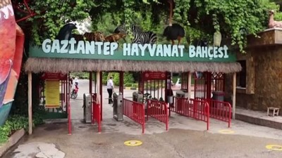 deve kusu - Gaziantep Hayvanat Bahçesine 200 yeni üye Videosu