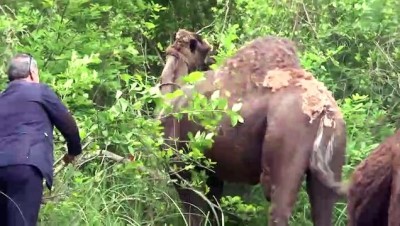 imam hatip - Liseli Selvi pandemi sürecini develeriyle ilgilenerek geçiriyor - SAMSUN Videosu
