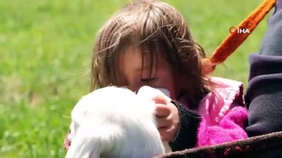 bitkisel urun -  Minik Şirin’in kuzuyla aynı bohçada yolculuğu Videosu