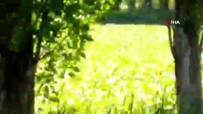  Bayburt’ta vatandaşların ayı şaşkınlığı