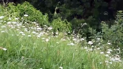 haziran ayi - Doğu Karadeniz'deki işletmeler yeni normale hazırlanıyor - TRABZON Videosu