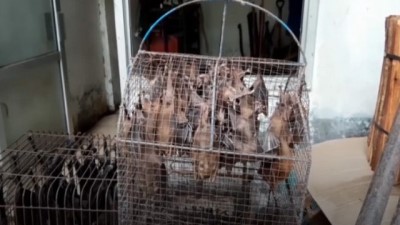 ford - Dünyanın en büyük suç organizasyonu: Vahşi Hayvan Ticareti Videosu