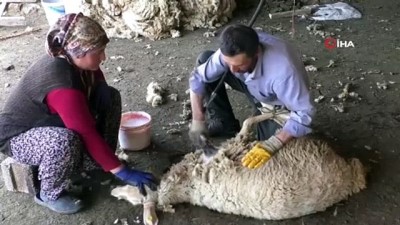 koyun kirkma -  Havaların ısınmasıyla besicilerin koyun kırkma telaşı başladı Videosu
