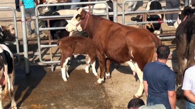  Hayvan pazarında çubuklu tokalaşma devri