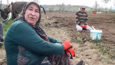 gubre -  Konya'da eşeklerle tarım, günümüzde de revaçta Videosu