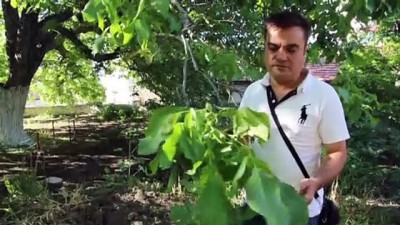 basbakan - Tescilli ağacın cevizi dalında satılıyor - KIRŞEHİR Videosu